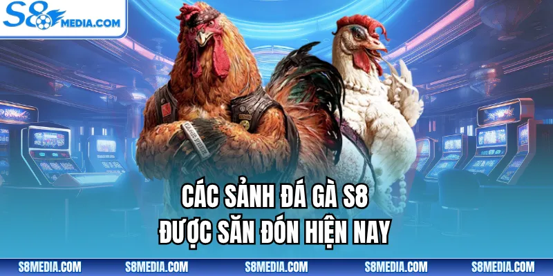 Các sảnh đá gà S8 được săn đón hiện nay