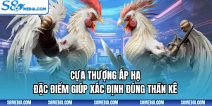 Cựa Thượng Áp Hạ | Đặc Điểm Giúp Xác Định Đúng Thần Kê
