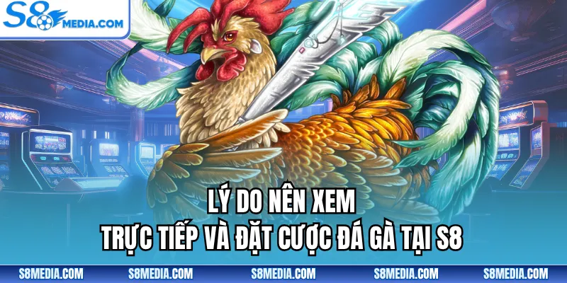 Lý do nên xem trực tiếp và đặt cược đá gà tại S8
